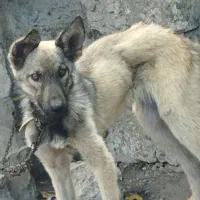 واگذار سگ نگهبان