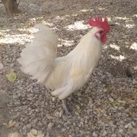 فوری خروس ریشی پاریز