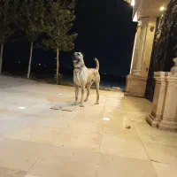 سگ خراسانی