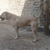 سگ جوان سراب برای نگهبانی گله