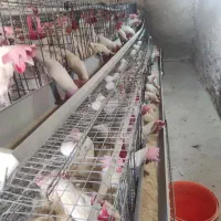 مرغ سفید تخمگذار