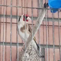 سهره مست نوک کلنگی