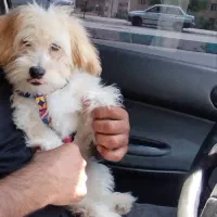 واگذاری موقت شیتزو نر ۷ ماهه واکسینه، بازی‌دوست|سگ|شیراز, شهرک گلستان|دیوار