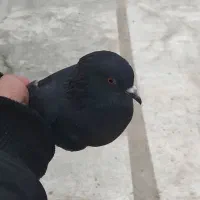 کبوتر زاغ پرشی|پرنده|گلپایگان, |دیوار