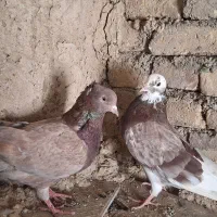 کبوتر تهرانی|پرنده|کوهدشت, |دیوار