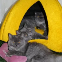 گربه نژاد اسکاتیش ۵ ماهه