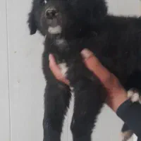 توله قدریجونی