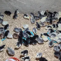 جوجه گلین لری کیفیت بالا وتخم نطفه دار