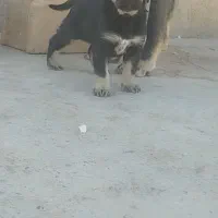 توله عراقی