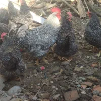 تخم نطفه دار امروک|حیوانات مزرعه|نوشهر, |دیوار