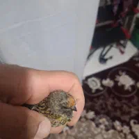 گلبسر نر|پرنده|سرپل ذهاب, |دیوار