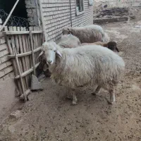 قوچ و بره قوچ همو و هترو|حیوانات مزرعه|بجنورد, |دیوار