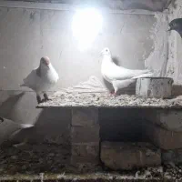 دم سفید ماده|پرنده|مشهد, تبادکان|دیوار