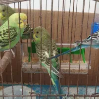 مرغ عشق خوش رنگ
