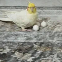 این پرنده گم شده