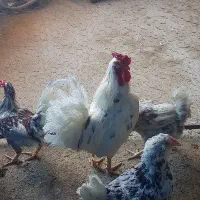 خروس گلین جوان ۳عدد
