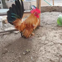 کلیکسیون جاپنیز