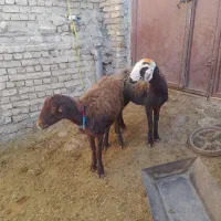 بره ماده شیشک قوچ