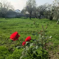 زمین مسکونی ۲۵۰متر|فروش زمین و ملک کلنگی|رضوانشهر, |دیوار