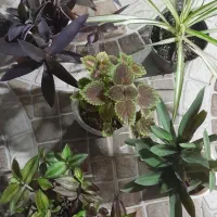 گلهای طبیعی