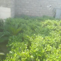 گل گیاه|گل و گیاه طبیعی|واجارگاه, |دیوار