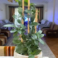 گل و گلدان چینی|گل و گیاه طبیعی|تهران, مرزداران|دیوار