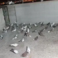 کبوتر