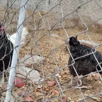 ۱۰عدد مرغ قیمت۵۰۰|حیوانات مزرعه|ششده و قره بلاغ, |دیوار