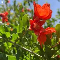 چهار-دیواری-باغی-با-سند-معتبر