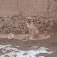سک عراقی