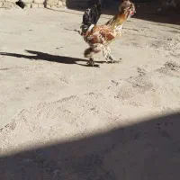 خروس|حیوانات مزرعه|نورآباد, |دیوار