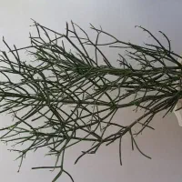 گل وگیاه طبیعی