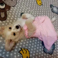 پامر اشپیتز واکسن زده،شناسنامه دار|سگ|مشهد, رستگار|دیوار