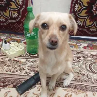 یک سگ پیداکردم