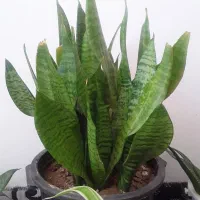 گلهای طبیعی