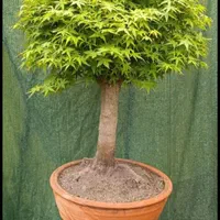 بنسای افرا|گل و گیاه طبیعی|تهران, استاد معین|دیوار