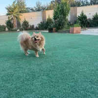 واگذار میشود|سگ|چهاردانگه (تهران), |دیوار