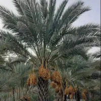 زمین ۳ هکتار نرسیده به پارک جنگلی