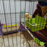 1عدد قناری|پرنده|اهر, |دیوار