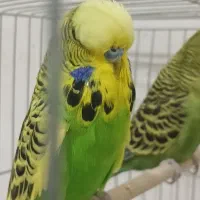 مرغ عشق انگلیسی گرید a