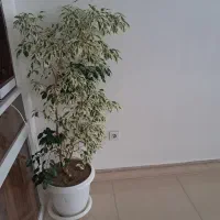 درختچه بنجامین