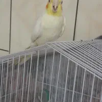 عروس هلندی جوجه ۵ماه|پرنده|شاهرود, |دیوار