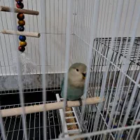 فروش کوتوله برزیلی اوپال