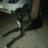 سگ نگهبان|سگ|تهران, فلاح|دیوار