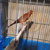 قناری سرخ دیونه