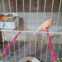 قناری|پرنده|یزد, |دیوار