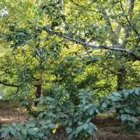 باغچه ۲۳۳ متری در منطقه خوش آب‌وهوای خورارنگه|فروش زمین و ملک کلنگی|آسارا, |دیوار