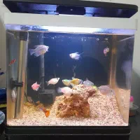 آکواریوم30×30|ماهی|مشهد, حضرت حجت|دیوار