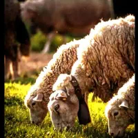 گوسفند زنده بره نرینه وماده زیر فی تمام شهر|حیوانات مزرعه|مشهد, آبکوه|دیوار