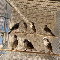 قناری لیزارد نقره ای فقط ماده دارم نر ندارم|پرنده|تهران, توحید|دیوار